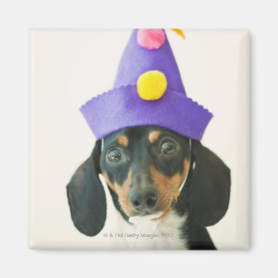 Aimant Un chien utilisant un casquette drôle