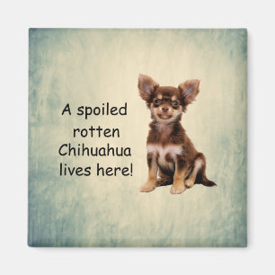 Aimant Un Chihuahua pourri Spoché vit ici