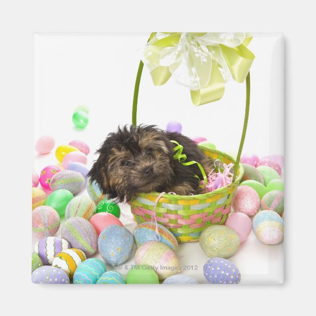 Aimant Un chiot de Yorkie-poo rencontre un panier de Pâqu (Devant)