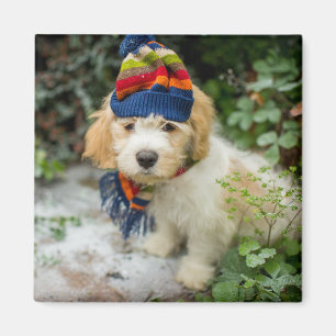 Aimant Un chiot doux de Cavachon dans un casquette et une