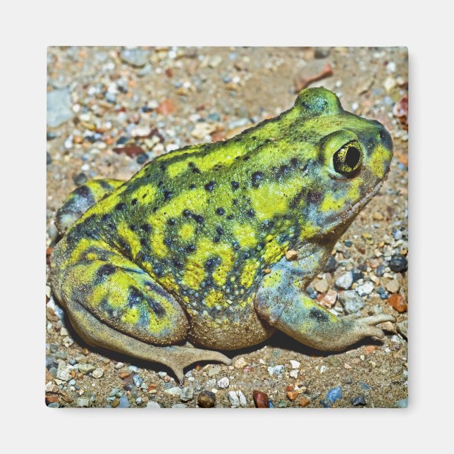 Aimant Un crapaud à pieds nus (Devant)