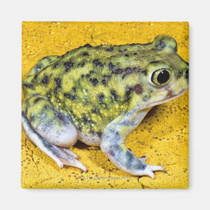 Aimant Un crapaud de spadefoot