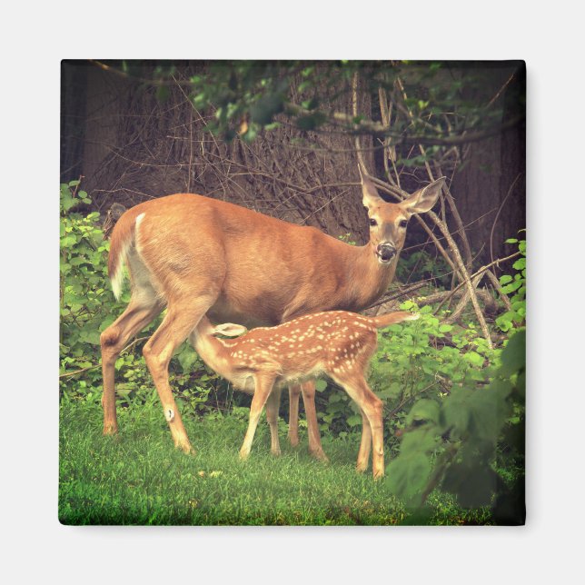 Aimant Un doe et son père (Devant)