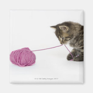 Aimant Un jeune chaton tigré jouant avec une boule de