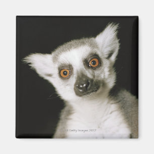 Aimant Un lemur.