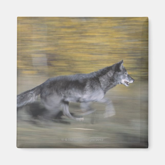 Aimant Un loup noir en fuite (Devant)