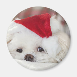 Aimant Un mignon chien blanc dans un Casquette de Noël ro