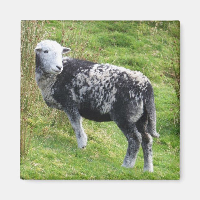 Aimant Un mouton sur Dartmoor (Devant)