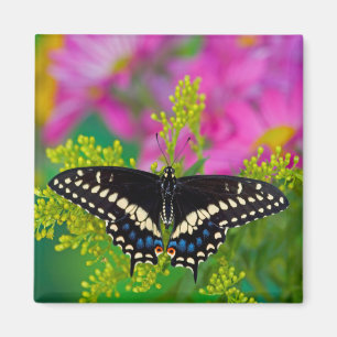 Aimant Un papillon swallowtail atterrissant