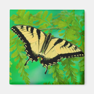 Aimant Un papillon swallowtail atterrissant