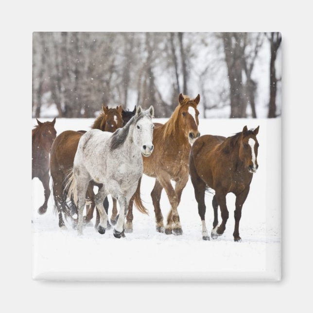 Aimant Un paysage hivernal de chevaux au galop (Devant)