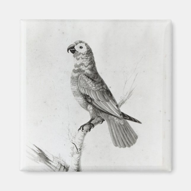 Aimant Un perroquet, 1786 (Devant)