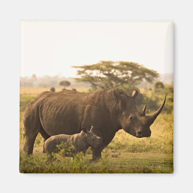 Aimant Un Rhino avec son bébé (Devant)