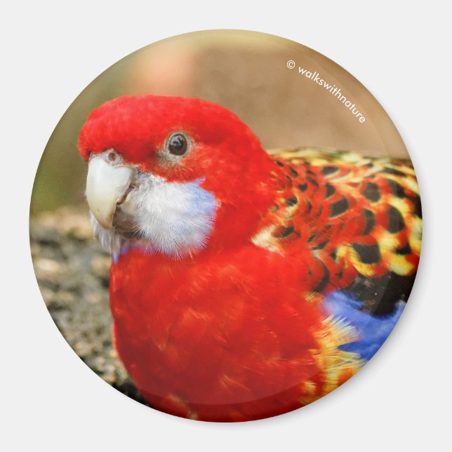 Aimant Un Rosella de l'Est Cheeky au trou d'eau (Devant)