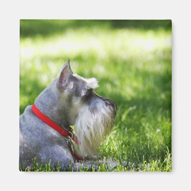 Aimant Un Schnauzer posé dans l'herbe (Devant)