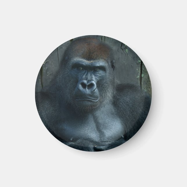 Aimant Un Silverback en devenir (Devant)