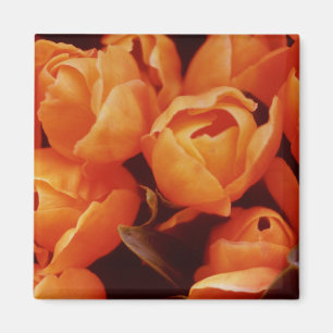 Aimant Un tableau de tulipes orange, marché de rue d'Amst