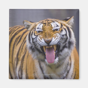 Aimant Un tigre d'hurlement, Taïwan, zoo de Taïpeh,