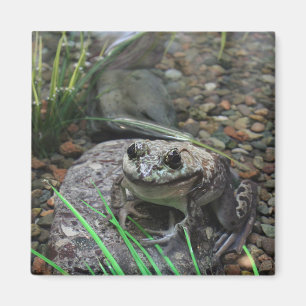 Aimant Une grenouille heureuse