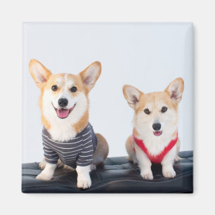 Aimant Une paire de Corgis se reposant sur un banc