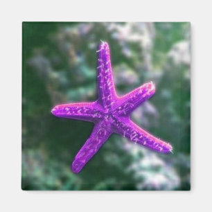 Aimant Une Plage Rocky Starfish violette