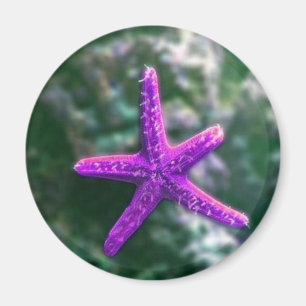 Aimant Une Plage Rocky Starfish violette