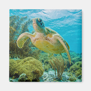 Aimant Une Tortue Verte Sur Les Récifs Peu Profonds De Bo