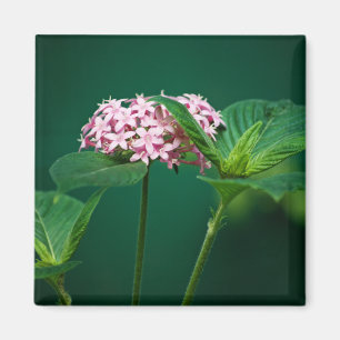 Aimant Une touche de rose dans l'aimant vert