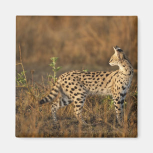 Aimant Upper Mara, Masai Mara Game Reserve, Kenya,