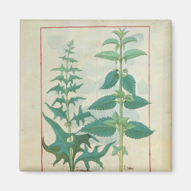 Aimant Urticacées (Devant)