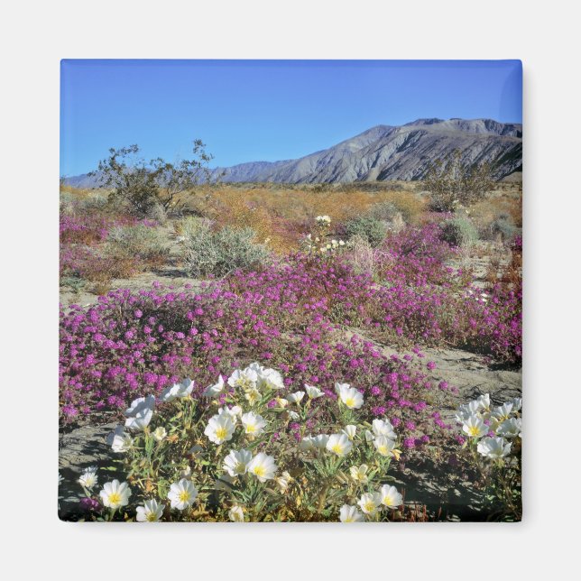 Aimant USA, Californie, Anza-Borrego DSP. Soirée de dunes (Devant)