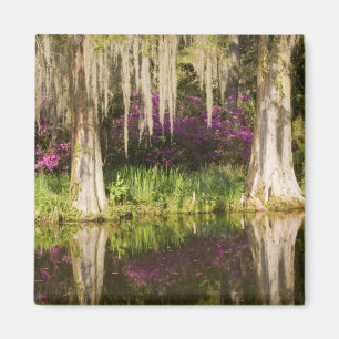 Aimant USA, Caroline du Sud, Charleston. Cypress Trees