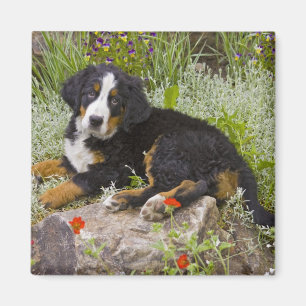 Aimant USA, Colorado, Breckenridge. Bernese