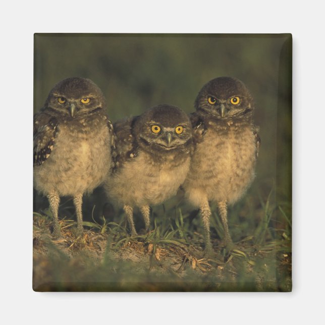Aimant USA, Floride, Cap Coral. Trois Chouettes (Devant)