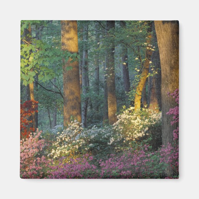 Aimant USA, Géorgie, Callaway Gardens, forêt d'Azalea. (Devant)
