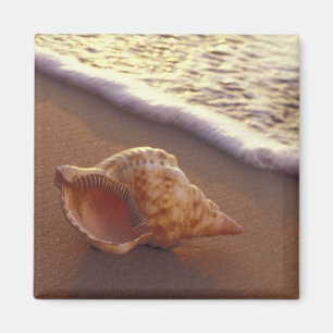 Aimant USA, Hawaii, Maui, Kihei, Lumière du soir sur