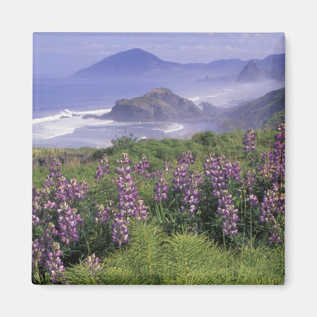 Aimant USA, Oregon, Nesika Beach. Lupine et Oregon (Devant)