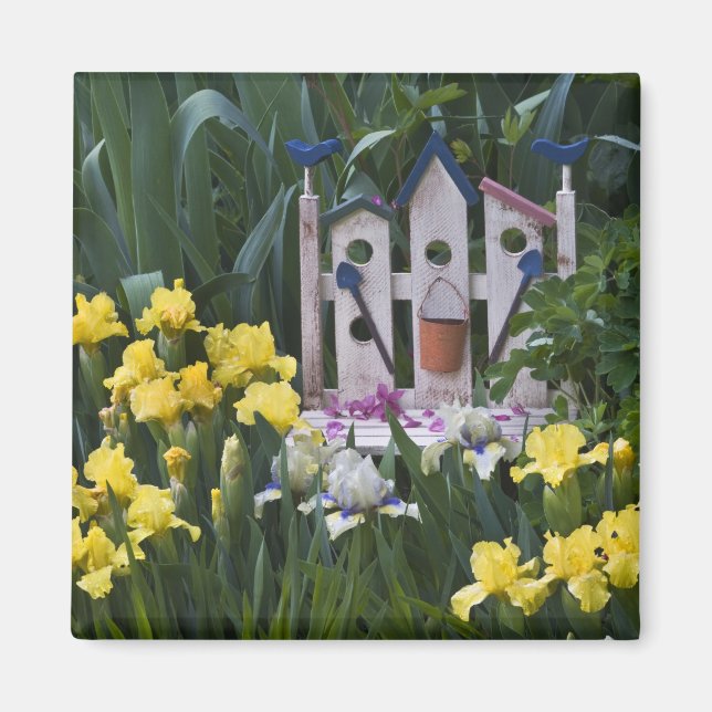 Aimant USA, Pennsylvanie. Les iris des jardins poussent a (Devant)