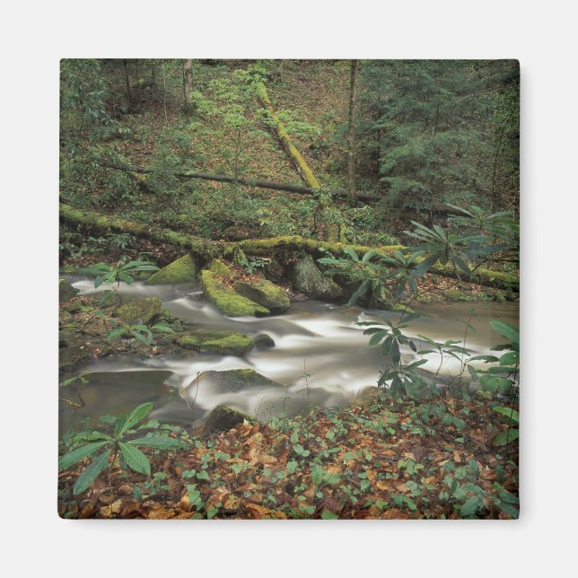 Aimant USA, Tennessee. Rivière nationale de Big South For (Devant)