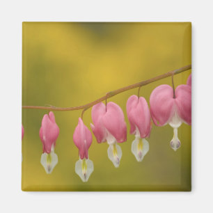 Aimant USA, Virginie, Arlington, fermeture rose