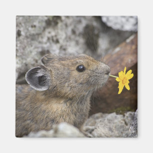 Aimant USA, Washington, North Cascades National Park,