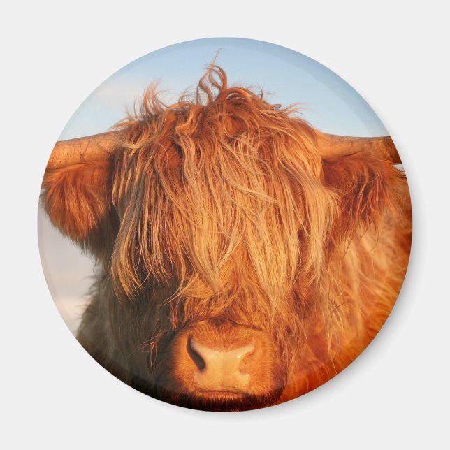 Aimant Vache écossaise des Highlands - Écosse (Devant)