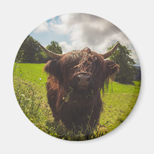 Aimant Vache noire pâturage vert champ soleil