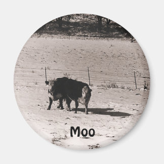 Aimant vaches
