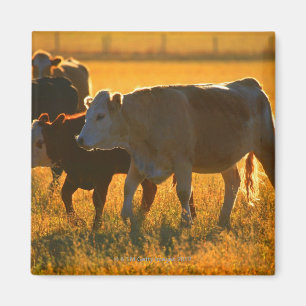 Aimant Vaches au pâturage 2