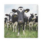 Vaches debout dans une rangée regardant la caméra