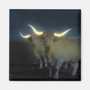 Aimant Vaches Highland Qui Jaillissent Dans L'Obscurité,