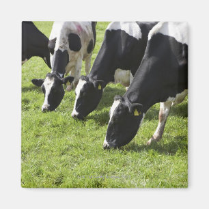 Aimant Vaches laitières frôlant dans le pâturage