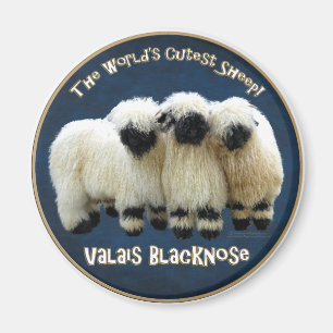 Aimant Valais Blaccusé - Le mouton le plus mou du monde 