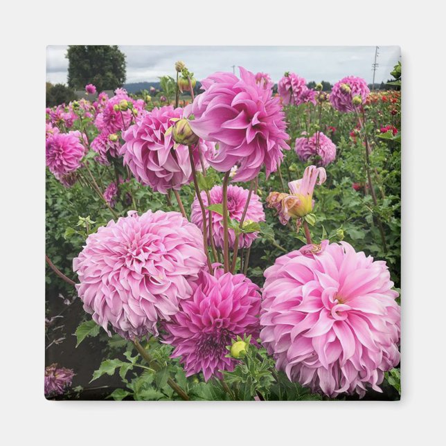 Aimant Vassio Meggos Dahlia (Devant)